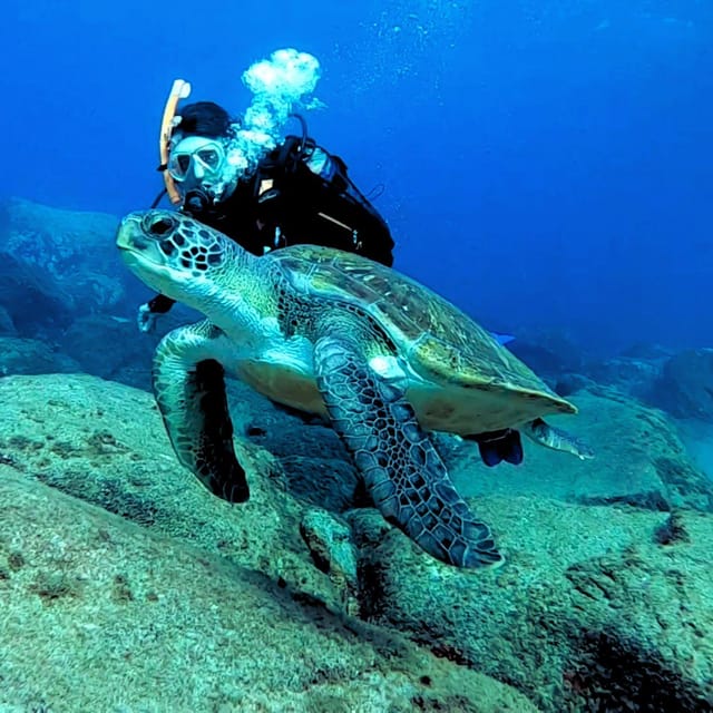 Tenerife: Beginners Scuba Dive Experience in Turtle Area - Snorkeling with fish, rays, and possible turtles