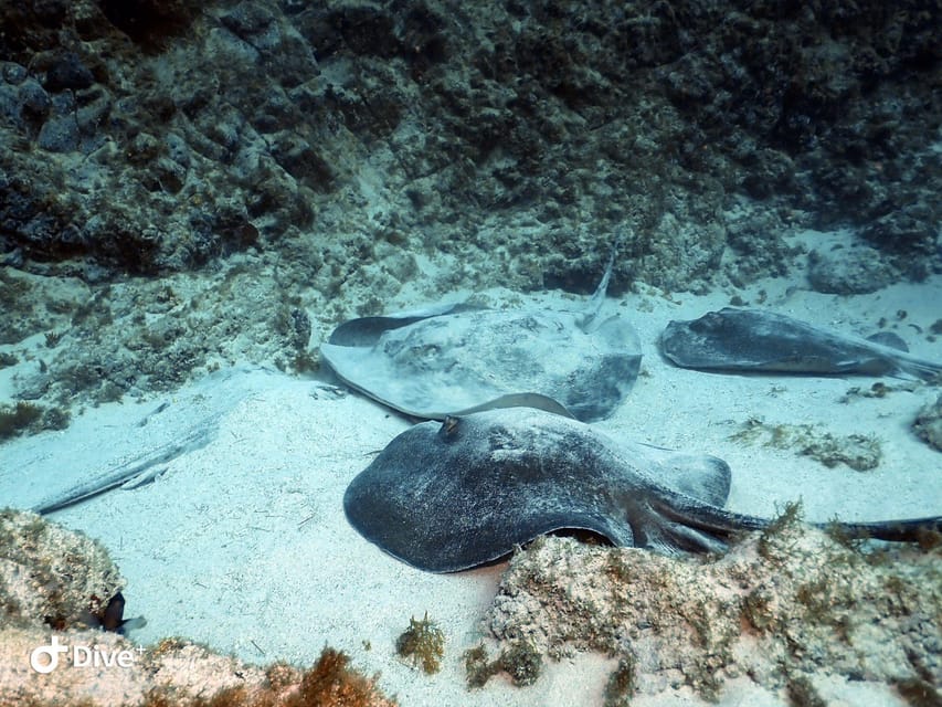 Tenerife: Beginners Scuba Dive Experience in Turtle Area - Is $85 good value for Tenerife?