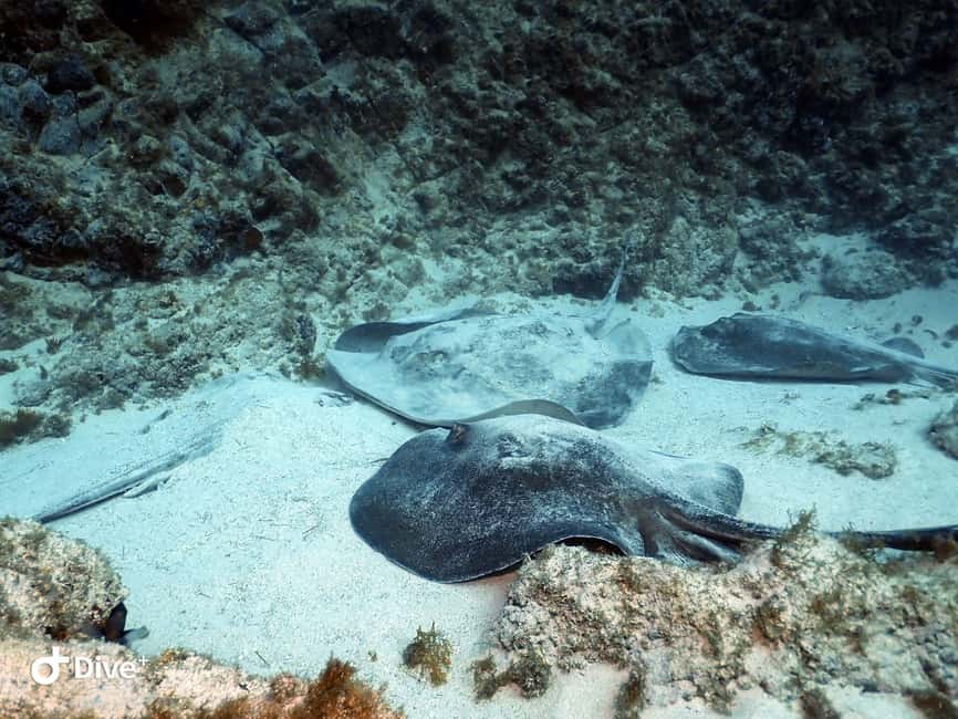 Tenerife: Beginners Scuba Dive Experience in Turtle Area - Who will enjoy this most?