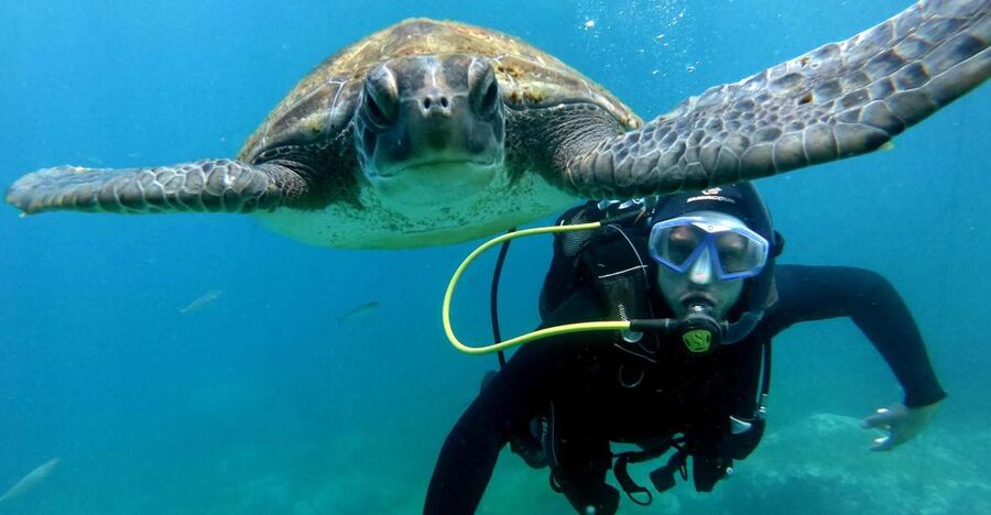 Tenerife: Beginners Scuba Dive Experience in Turtle Area - A 30-minute safety briefing before the water