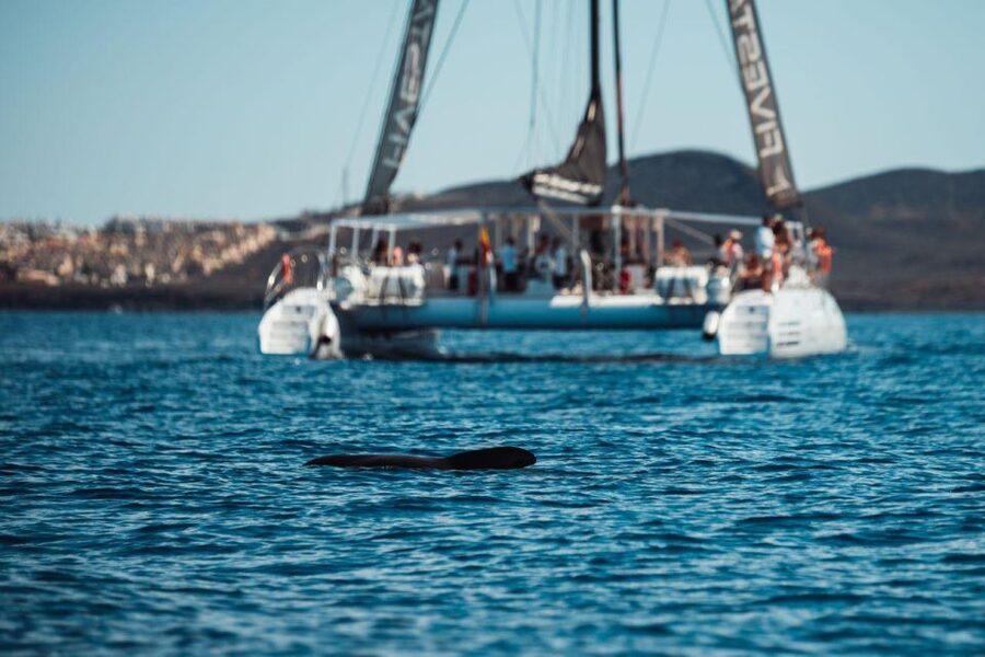 Tenerife: Catamaran Cruise with Brunch and Unlimited Drinks - Swimming at Diego Hernández Beach