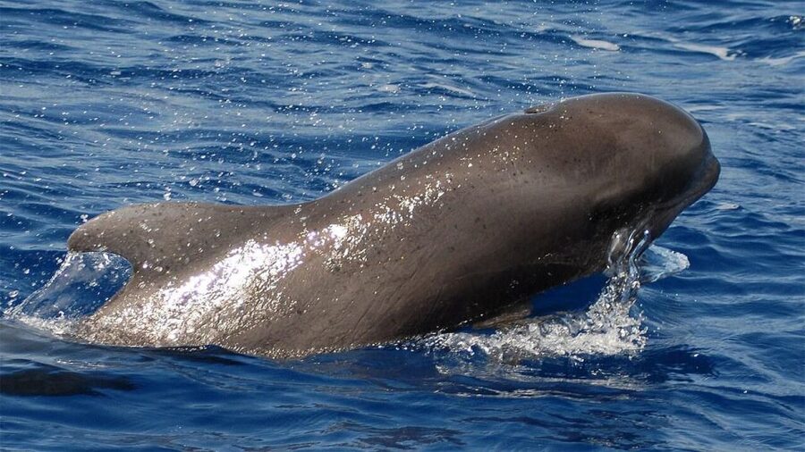 Tenerife: Eco-Yacht Whale and Dolphin Watching and Swimming - Key Things To Know Before You Book
