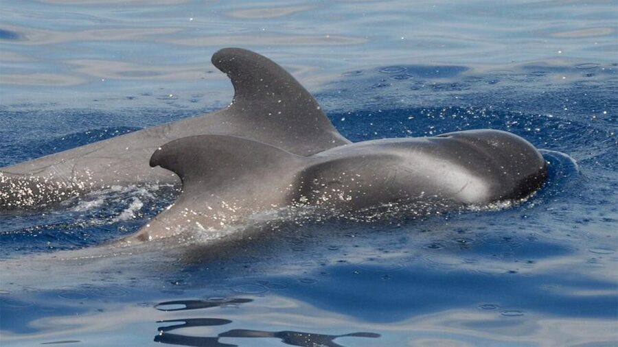 Tenerife: Eco-Yacht Whale and Dolphin Watching and Swimming - Setting Out From Los Cristianos