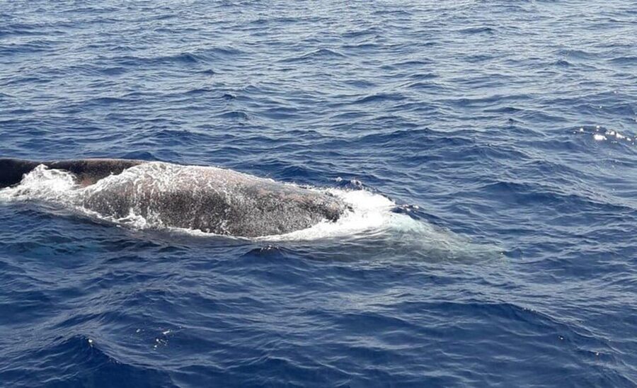 Tenerife: Eco-Yacht Whale and Dolphin Watching and Swimming - Fifteen Minutes Along The Los Cristianos Coast