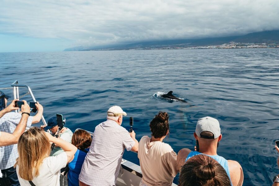 Tenerife: Eco-Yacht Whale and Dolphin Watching and Swimming - The Final Swim Near Los Cristianos