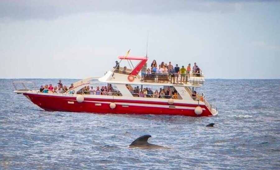 Tenerife: Eco-Yacht Whale and Dolphin Watching and Swimming - Price, Comfort, And Real Value