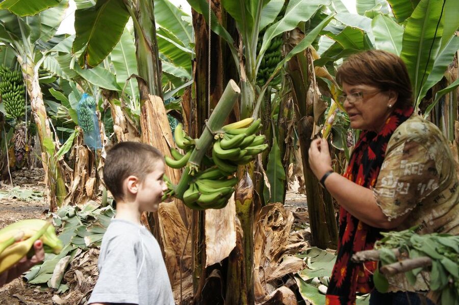 Tenerife: Finca Las Margaritas Banana Plantation Experience - Key Things to Know Before You Go