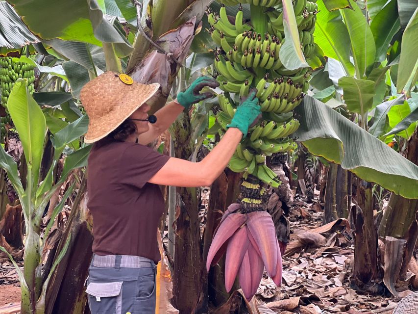 Tenerife: Finca Las Margaritas Banana Plantation Experience - Arriving at Finca Las Margaritas