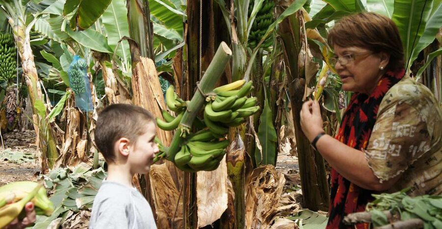 Tenerife: Finca Las Margaritas Banana Plantation Experience - What the Self-Guided Route Gives You