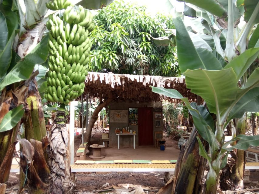 Tenerife: Finca Las Margaritas Banana Plantation Experience - Walking Among Tenerife’s Banana Plants