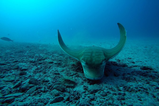 Tenerife First Time Scuba Dive – Turtle Habitat, Small Groups - Why this Costa Adeje experience works for beginners