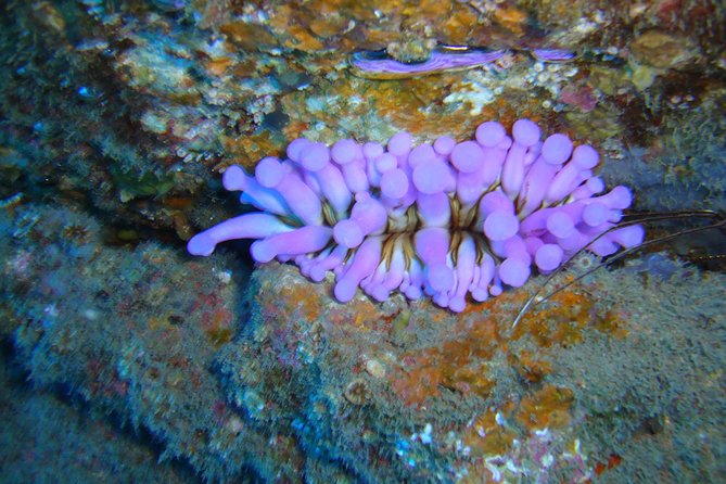 Tenerife First Time Scuba Dive – Turtle Habitat, Small Groups - What happens during the 25 to 30 minute scuba session
