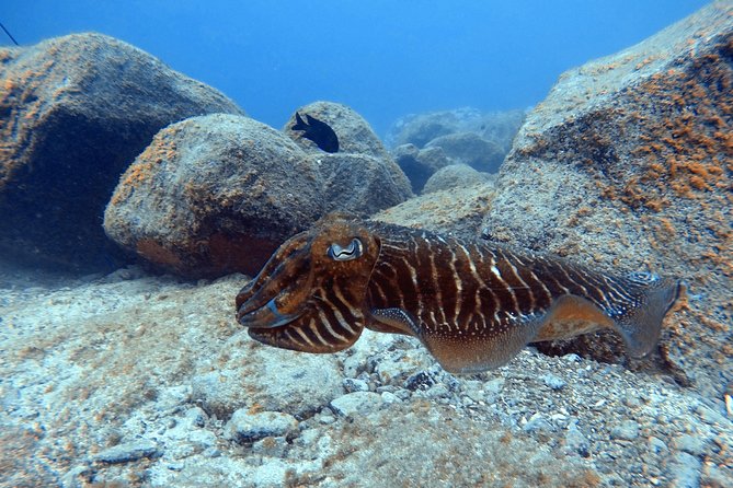 Tenerife First Time Scuba Dive – Turtle Habitat, Small Groups - Fish, rays, turtles, and the limits of wildlife promises