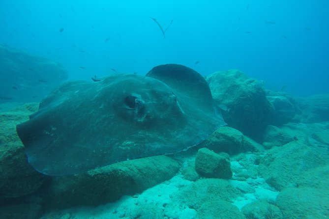 Tenerife First Time Scuba Dive – Turtle Habitat, Small Groups - The 30-minute snorkeling safari