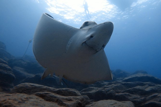 Tenerife First Time Scuba Dive – Turtle Habitat, Small Groups - Group size and instructor support