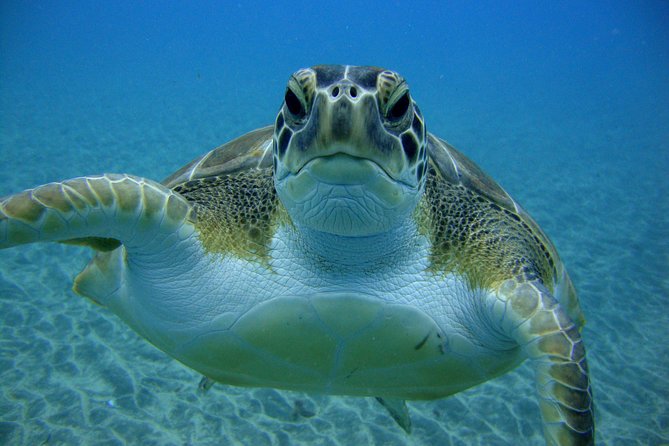 Tenerife First Time Scuba Dive – Turtle Habitat, Small Groups - Price and what the $90.70 covers