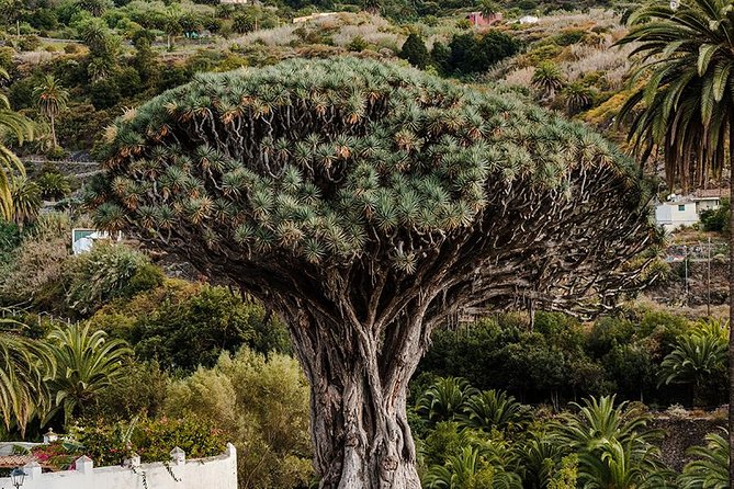 Tenerife Grand Tour: including Teide National Park and Masca - The winding road to Masca