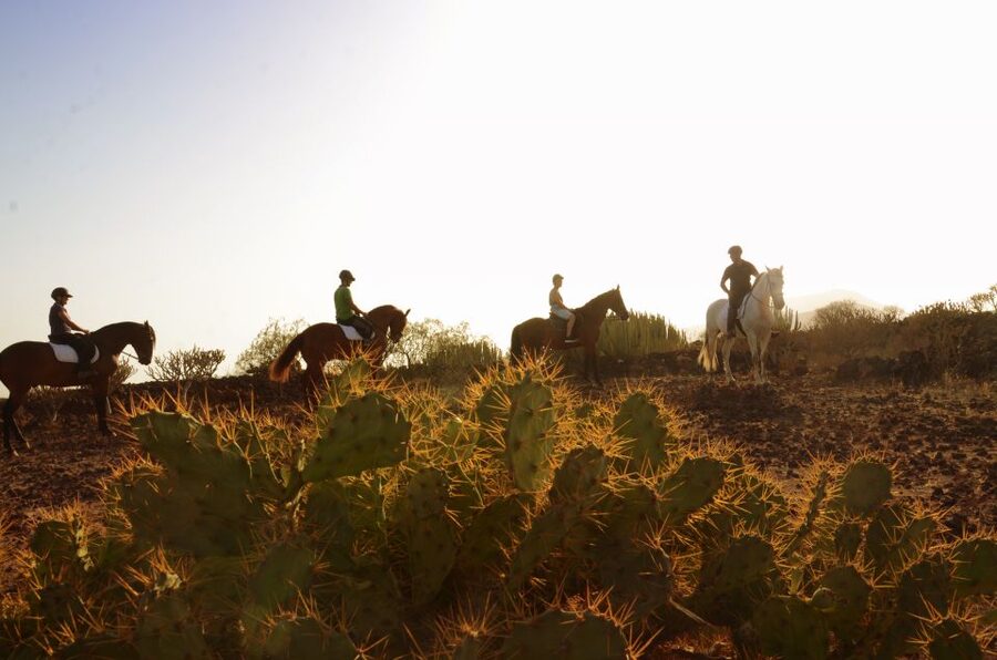 Tenerife: Horseback Ride with Instructor - Starting at Xanadu Riding Center in Arona