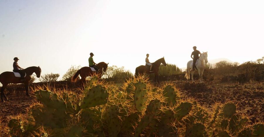 Tenerife: Horseback Ride with Instructor - The Two-Hour Route to the Atlantic