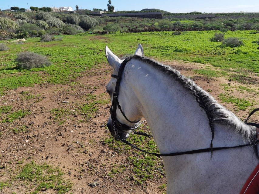 Tenerife: Horseback Ride with Instructor - Who Should Book This Ride?