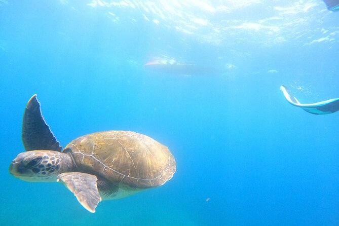 Tenerife: Kayak and snorkel with marine life safari - Who will enjoy this most