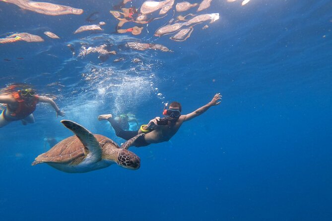 Tenerife: Kayak and snorkel with marine life safari - Looking for dolphins and turtles in open water