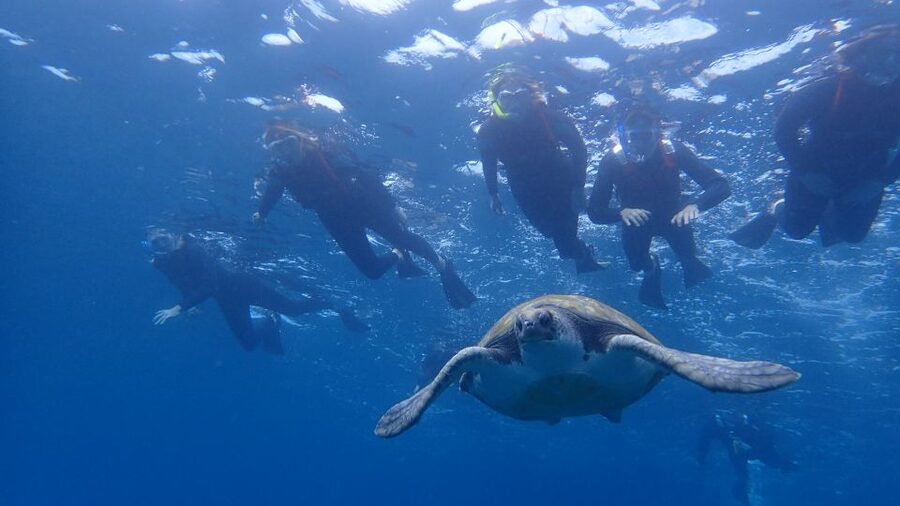 Tenerife: Kayak and Snorkel with Turtles, Wetsuits Included - Key points to know before you paddle