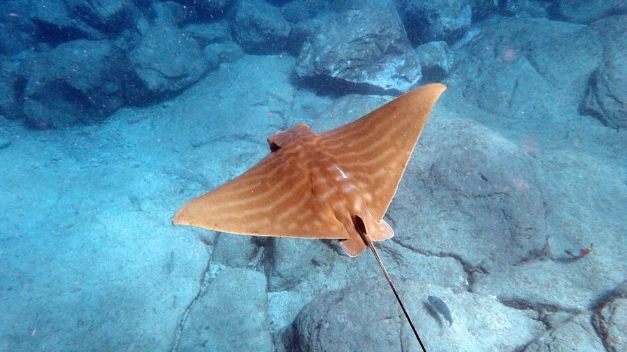 Tenerife: Kayak and Snorkel with Turtles, Wetsuits Included - Practical tips for a smoother outing