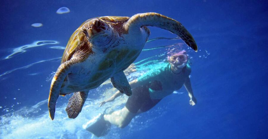 Tenerife: Kayak and Snorkel with Turtles, Wetsuits Included - The 15-minute safety briefing and short walk