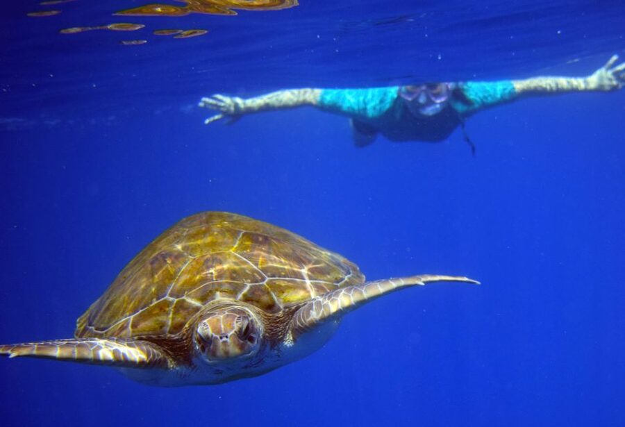 Tenerife: Kayak and Snorkel with Turtles, Wetsuits Included - Playa de Los Cristianos: the main coastal paddle
