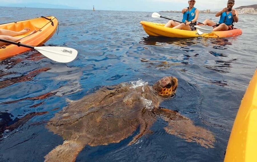 Tenerife: Kayak Safari and Sea Turtle Snorkeling with Photos - Key points to know before you book