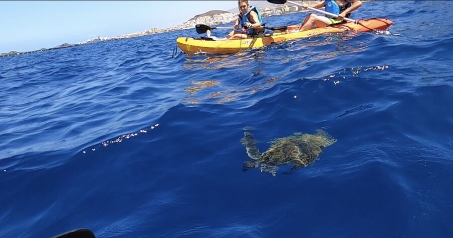 Tenerife: Kayak Safari and Sea Turtle Snorkeling with Photos - The sea cave and its small world