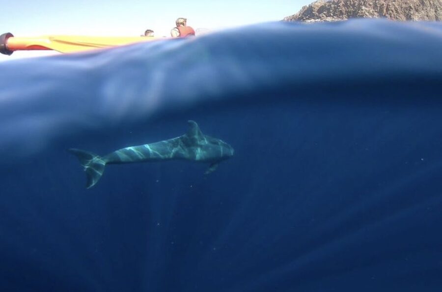 Tenerife: Kayak Safari and Sea Turtle Snorkeling with Photos - Looking for dolphins and turtles without a boat engine