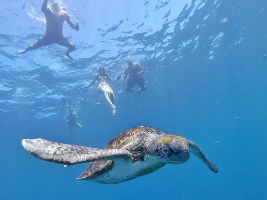 Tenerife: Kayak Safari and Sea Turtle Snorkeling with Photos - The effort level and sea conditions