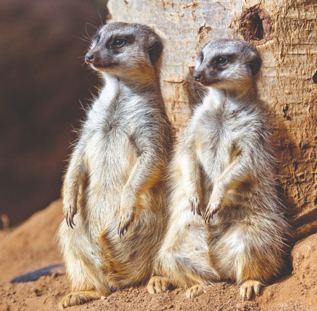 Tenerife: Loro Parque Entry Ticket - Why Loro Parque works as a full-day attraction