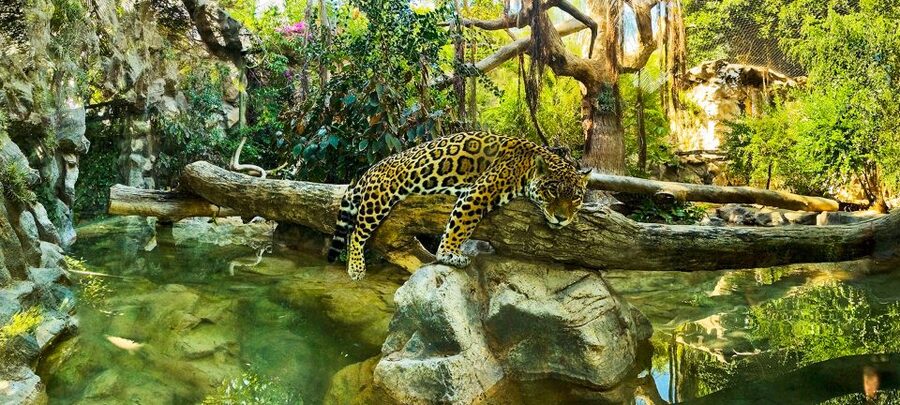 Tenerife: Loro Parque Entry Ticket - Gorillas, birds, and tropical planting add variety