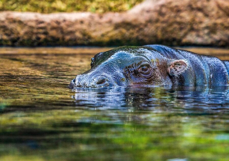 Tenerife: Loro Parque Entry Ticket - Kinderlandia gives children a change of pace