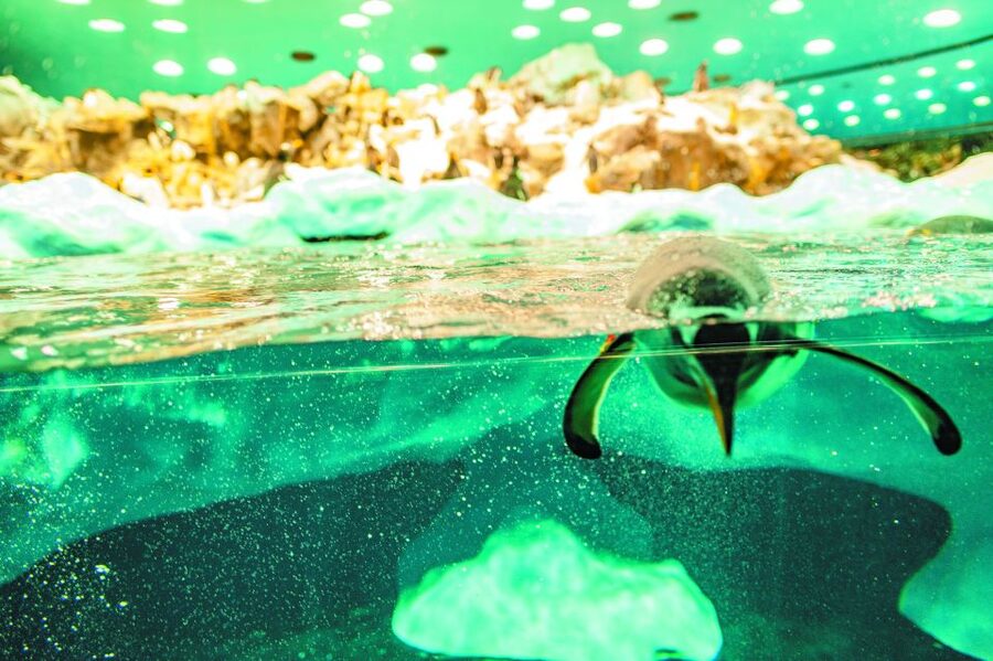 Tenerife: Loro Parque & Siam Park Entry Ticket with Transfer - Key points at a glance