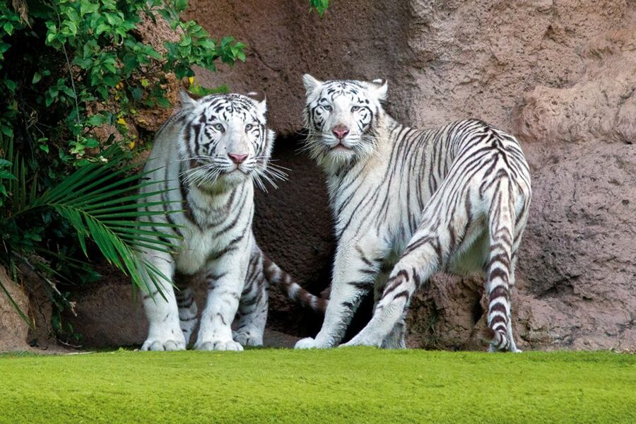 Tenerife: Loro Parque & Siam Park Entry Ticket with Transfer - FAQ