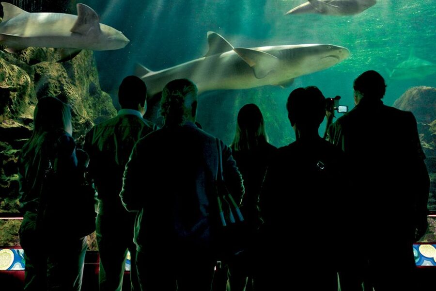 Tenerife: Loro Parque & Siam Park Entry Ticket with Transfer - Tickets, fingerprints, and the detail you must not lose