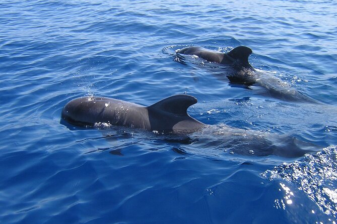 Tenerife Los Cristianos: Whale and Dolphin Eco-Yacht and Swim Stop - Key points at a glance