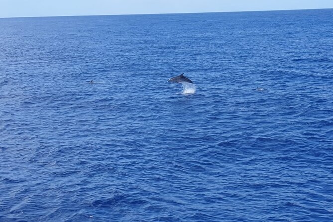 Tenerife Los Cristianos: Whale and Dolphin Eco-Yacht and Swim Stop - The cave of love and the Tenerife coast