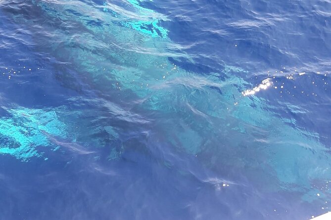Tenerife Los Cristianos: Whale and Dolphin Eco-Yacht and Swim Stop - Crew, comfort, and the onboard feel