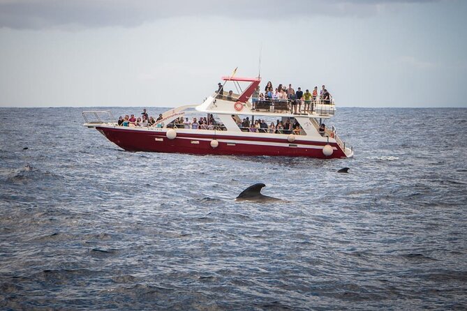 Tenerife Los Cristianos: Whale and Dolphin Eco-Yacht and Swim Stop - Who will enjoy this cruise most?