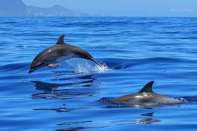 Tenerife Los Cristianos: Whale and Dolphin Eco-Yacht and Swim Stop - Watching animals without turning them into a show