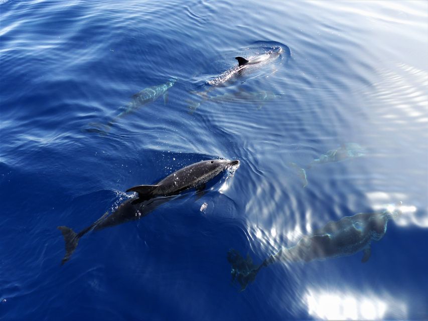 Tenerife: Los Gigantes Whale Watching Cruise by Sail Boat - Two Hours Searching for Whales and Dolphins