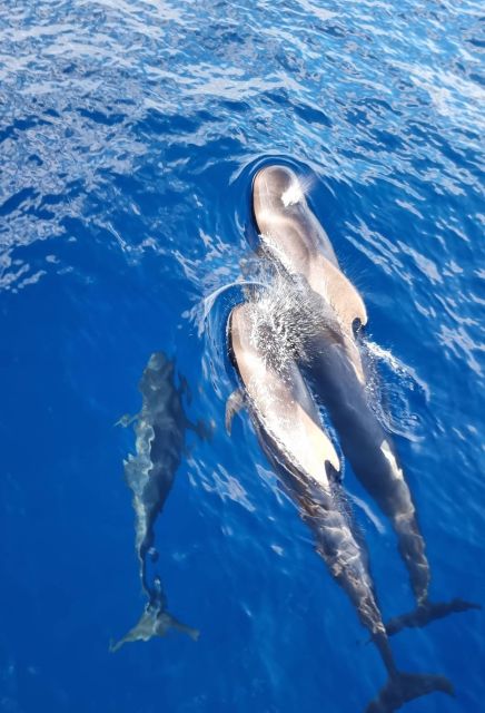 Tenerife: Marine-Life Tour with Transfer, Buffet and Drinks - How the $69 price works out