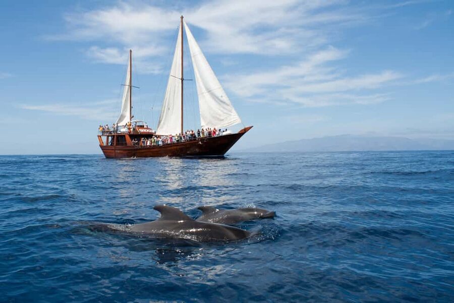 Tenerife:Respectful Whale Watching, Pirate Ship, & Swim - Quick points before you book