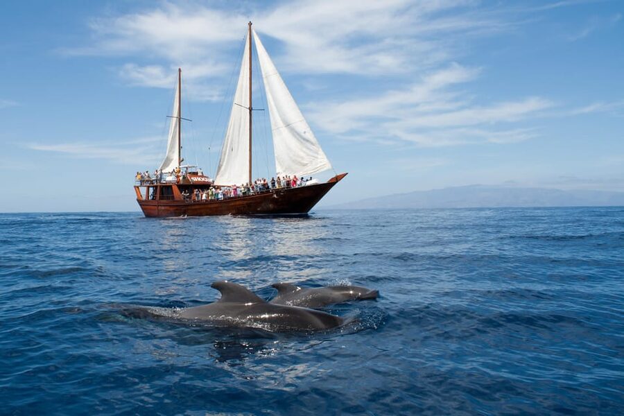 Tenerife:Respectful Whale Watching, Pirate Ship, & Swim - Setting out from Los Cristianos on the Peter Pan