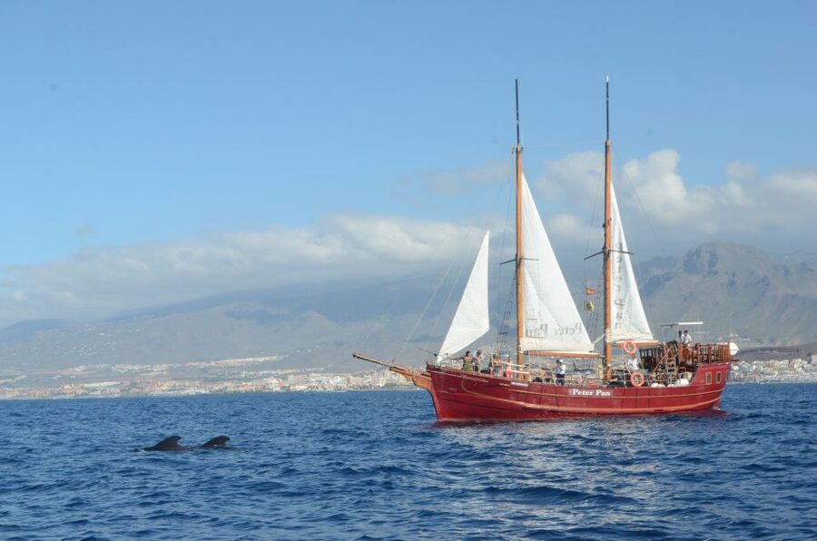 Tenerife:Respectful Whale Watching, Pirate Ship, & Swim - A respectful approach to dolphins, whales, and turtles